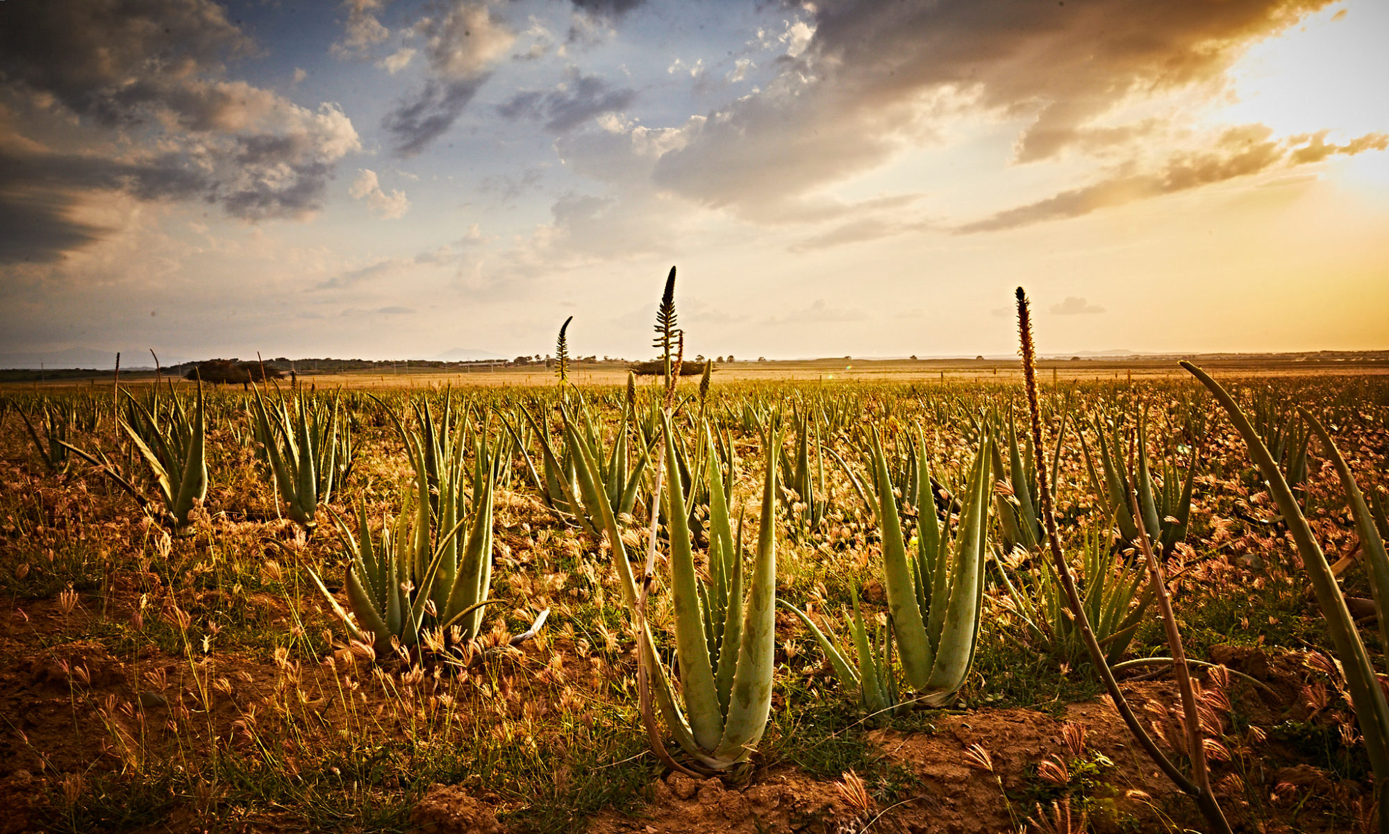 Best Aloe Vera by Forever Living